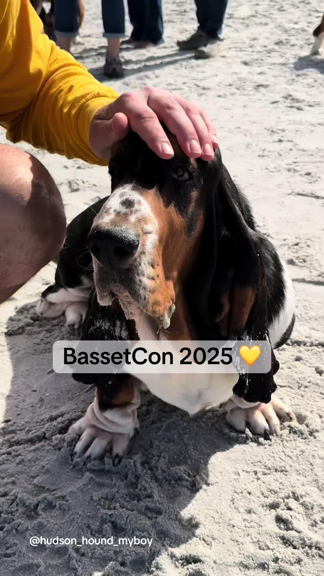 @Hudson & Rudy 🐾 Basset bros