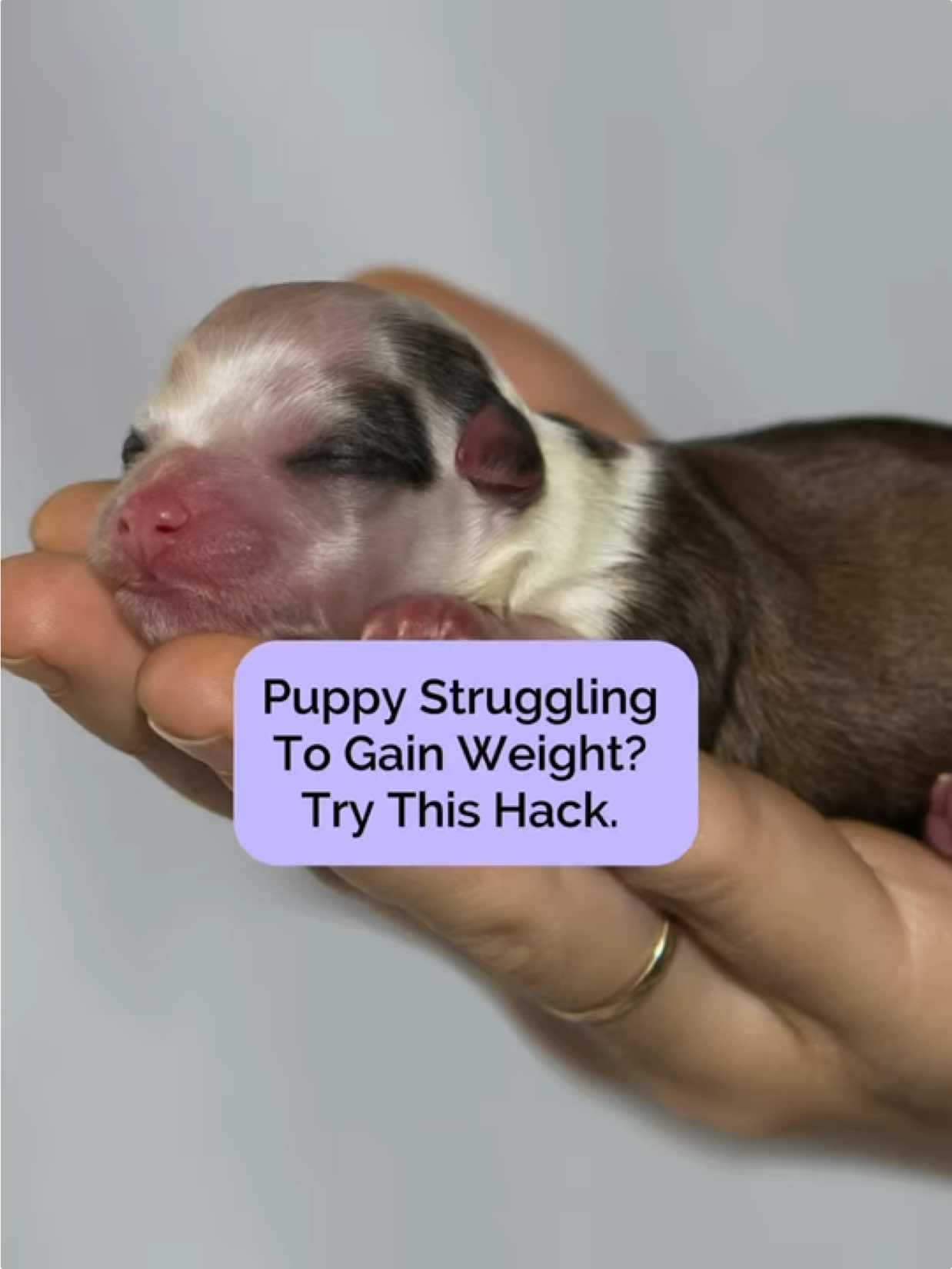 @Tracey | Breeder Mentor