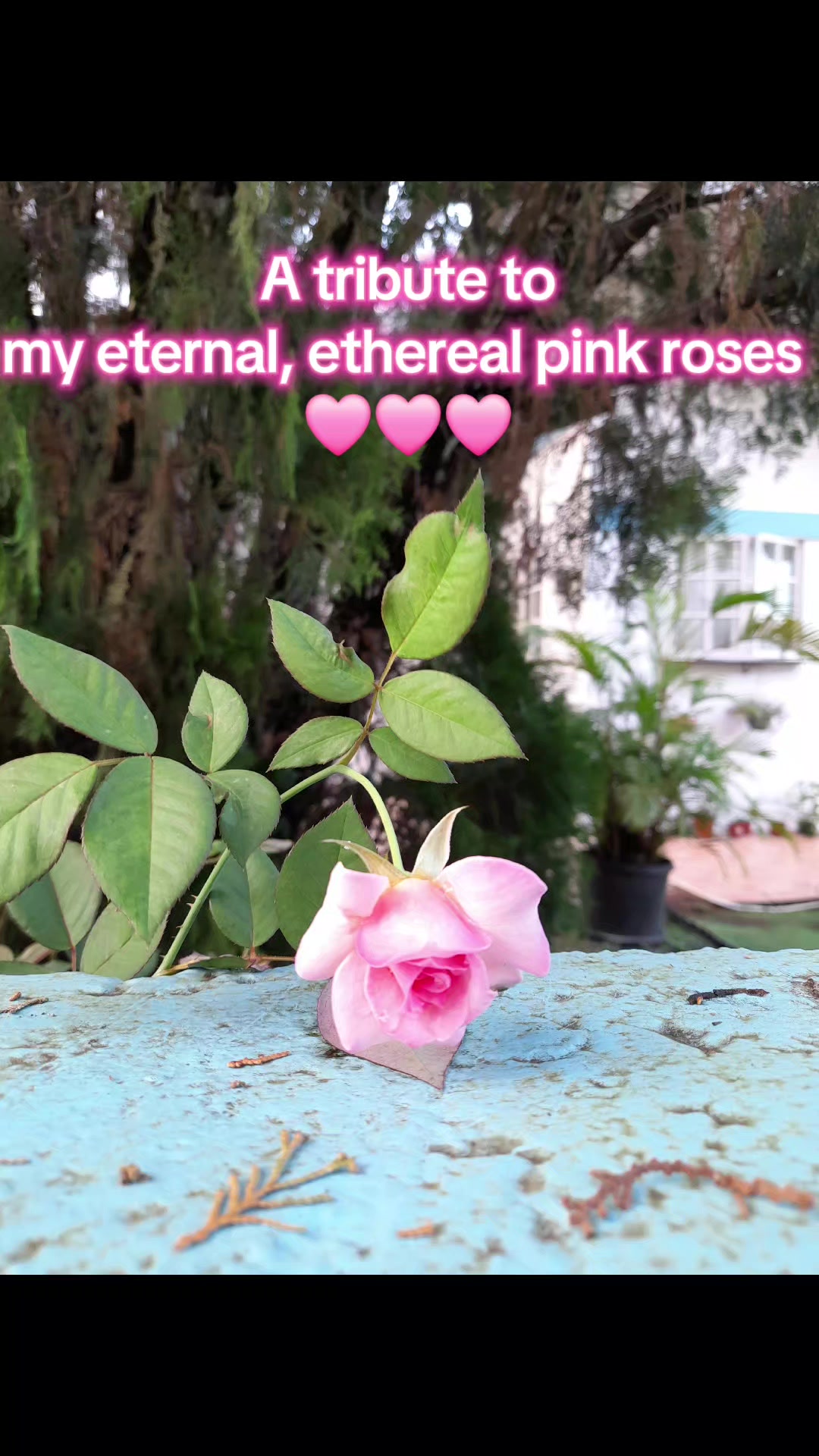 @Natasha The 🖤🇹🇹🌱🦄