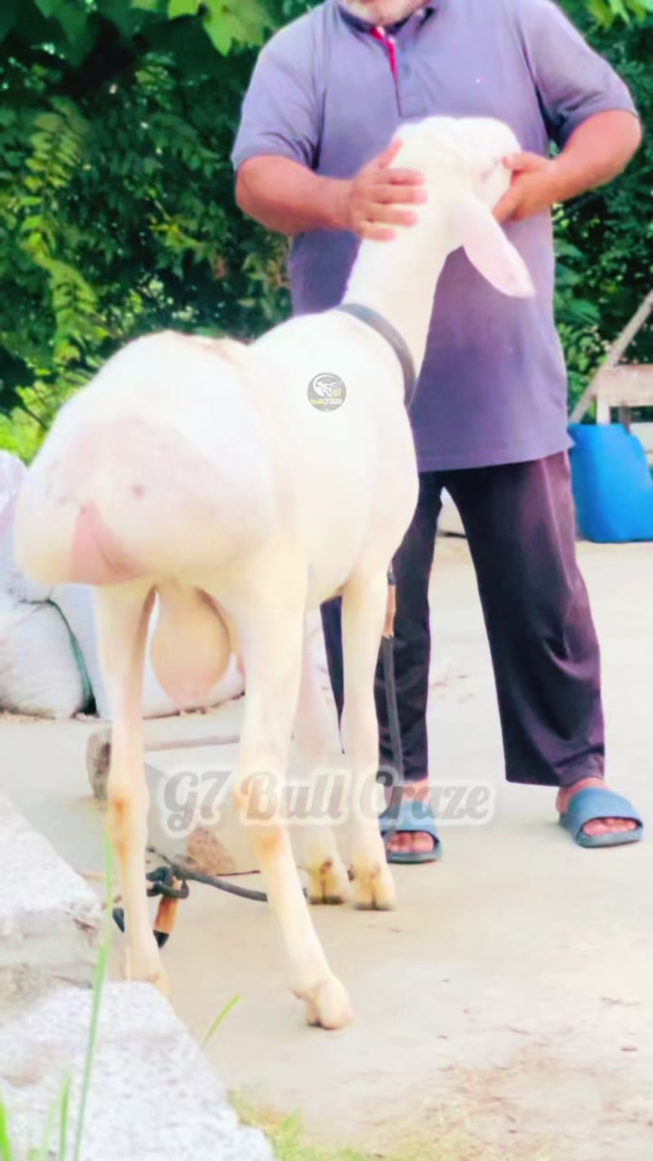 @G7 BULL CRAZE