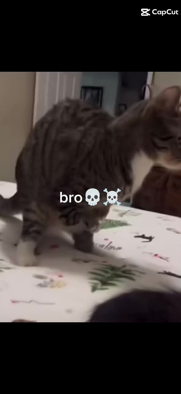 @๐๐ข๐ ๐ฆ๐จ๐ง๐ค๐ฒ๐๐๐