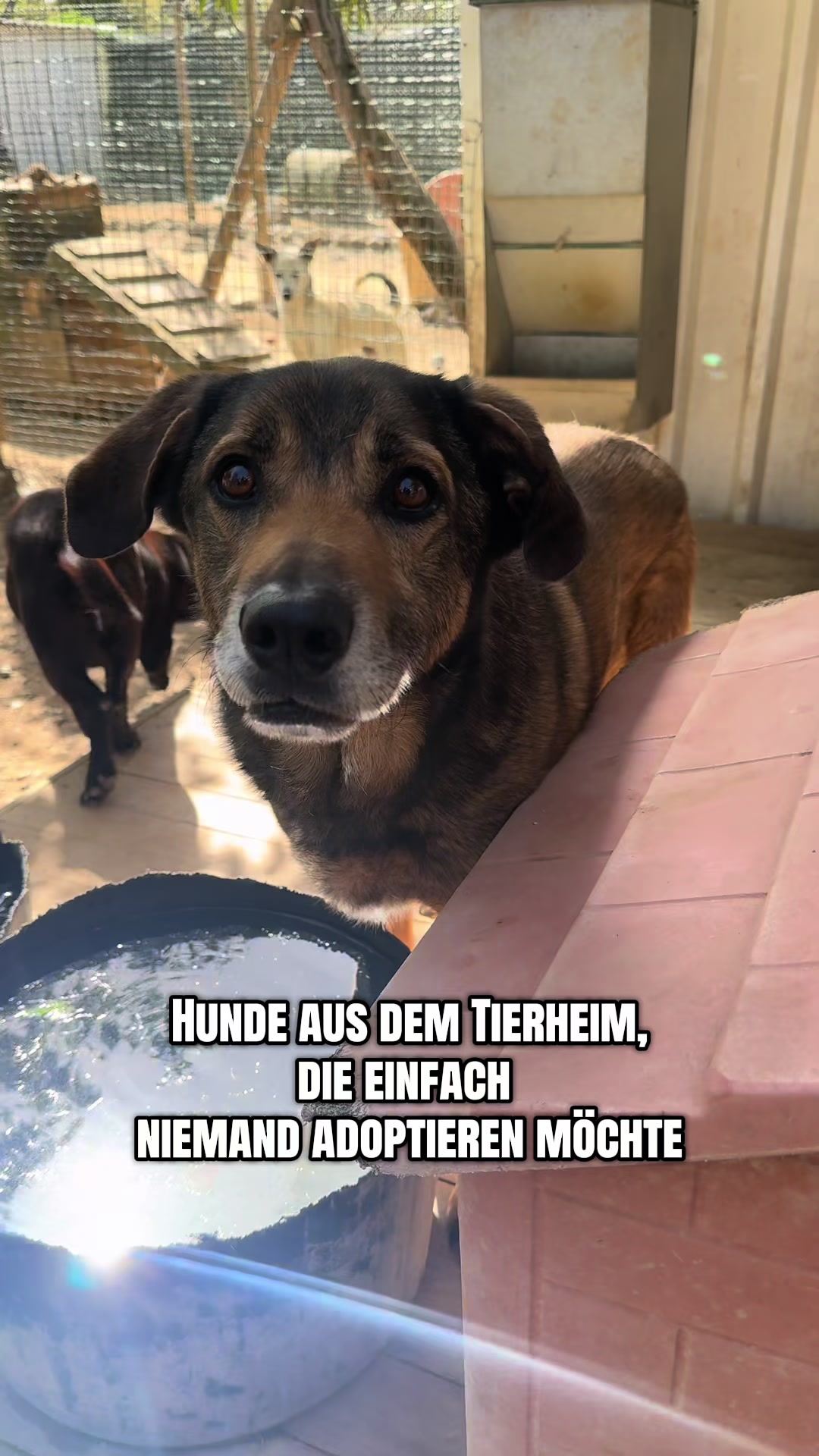 @mother of dogs