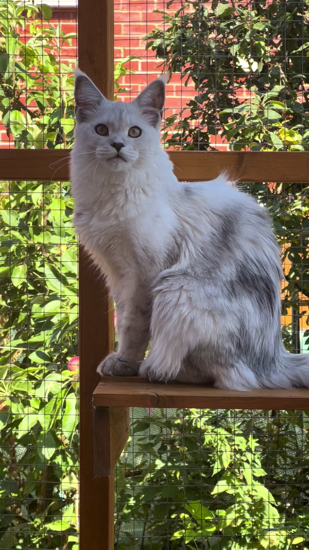 @Meercats MaineCoon