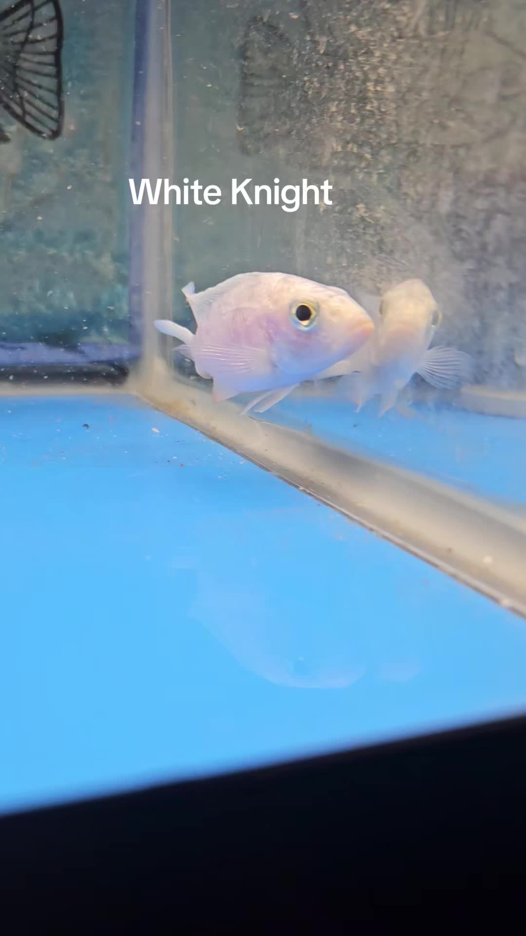 @EddieBcichlids