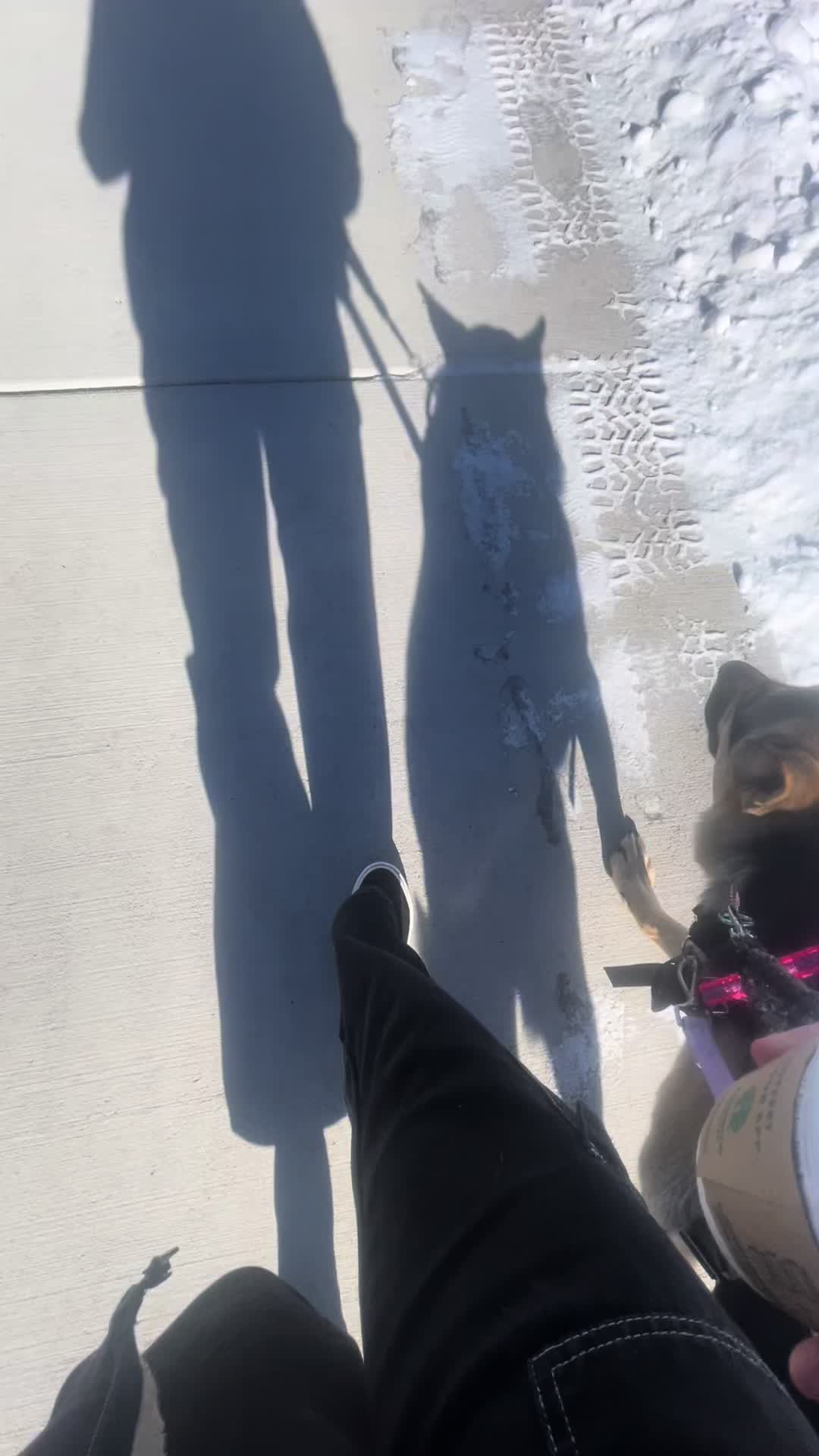 @duchesstheworkingdog