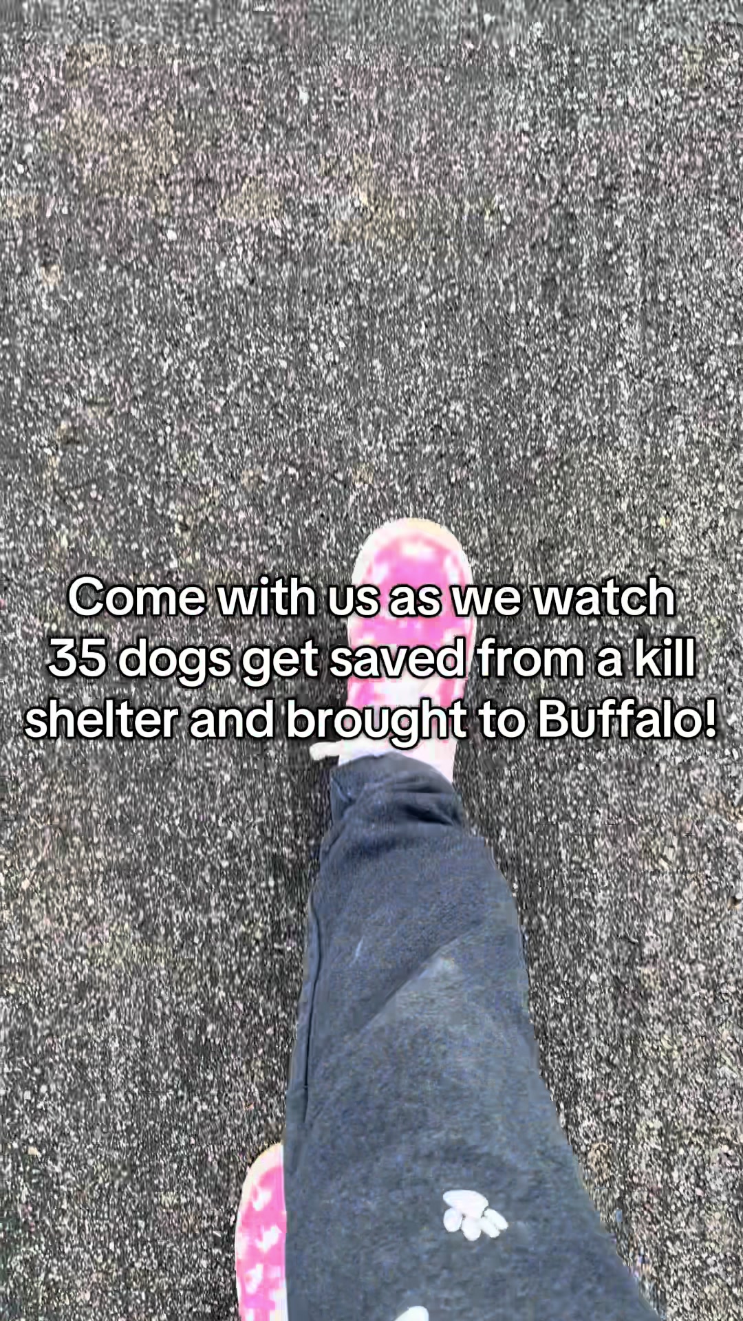 @Sweet Buffalo to the Rescue
