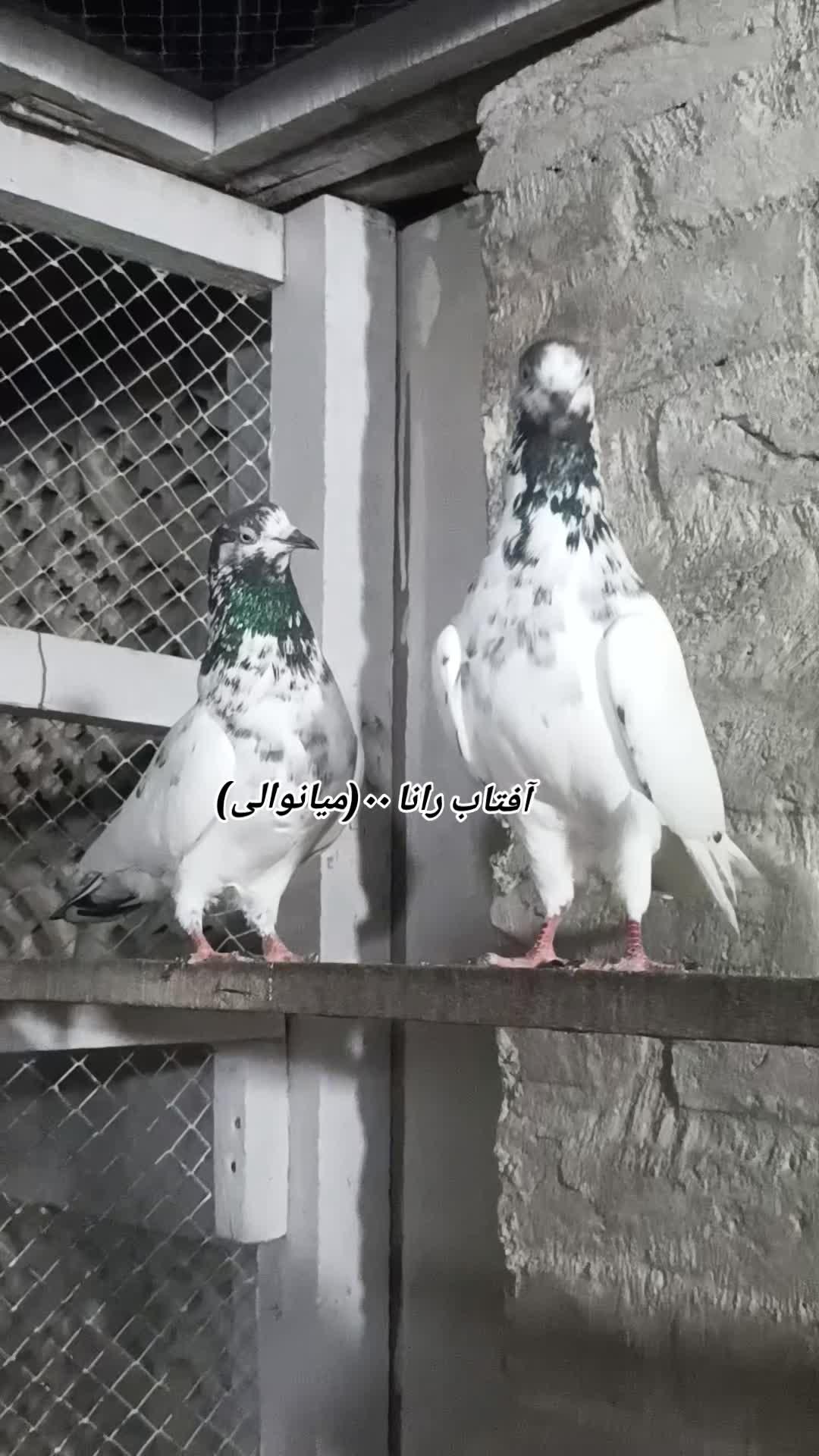 @آفتاب رانا۰۰(میانوالی)