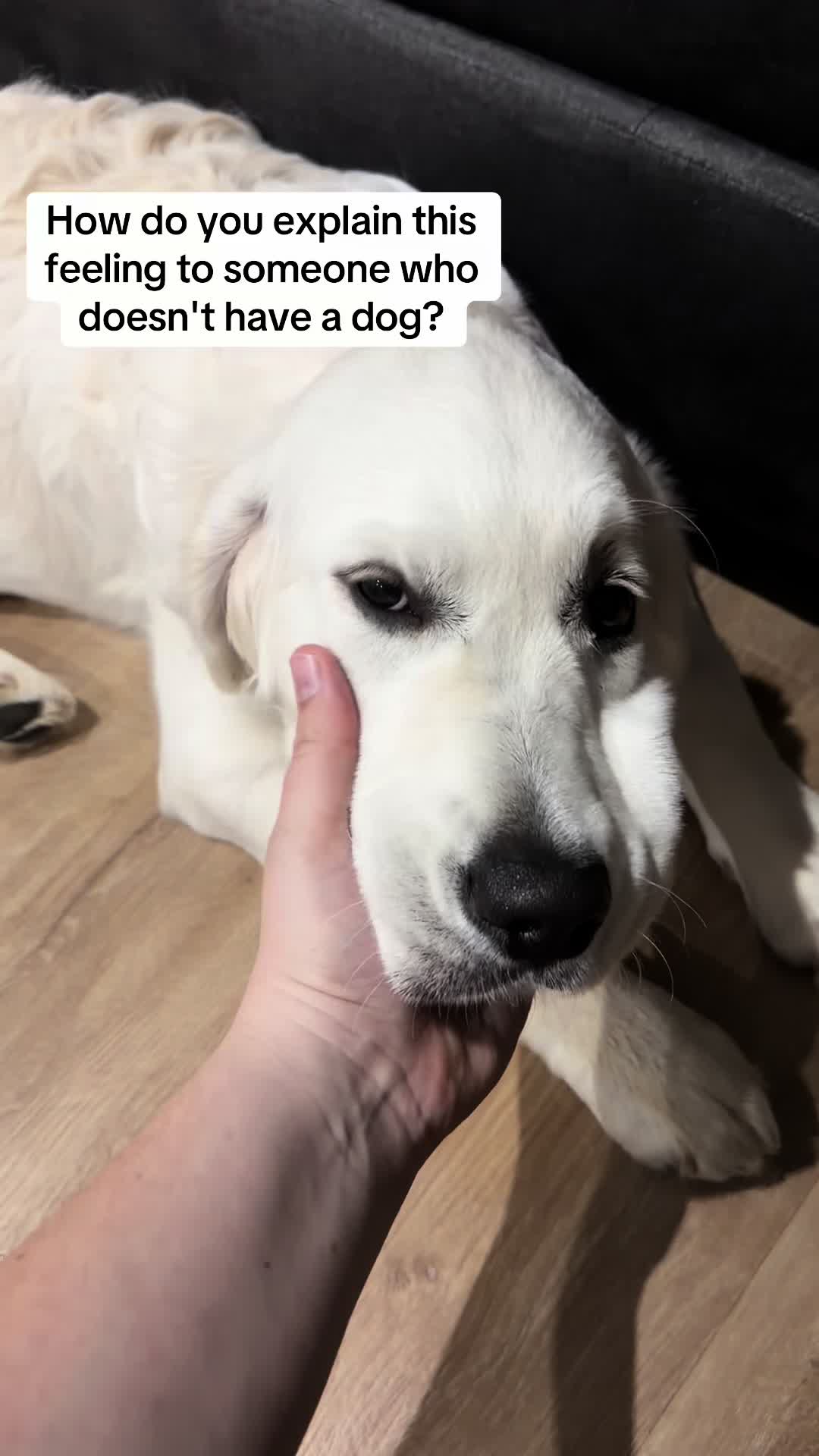 @Hiro 🐶