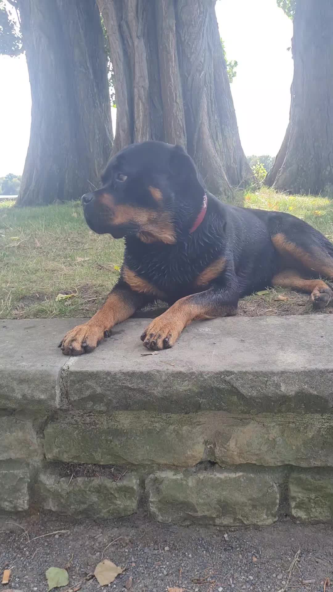 @Mona the Rottweiler