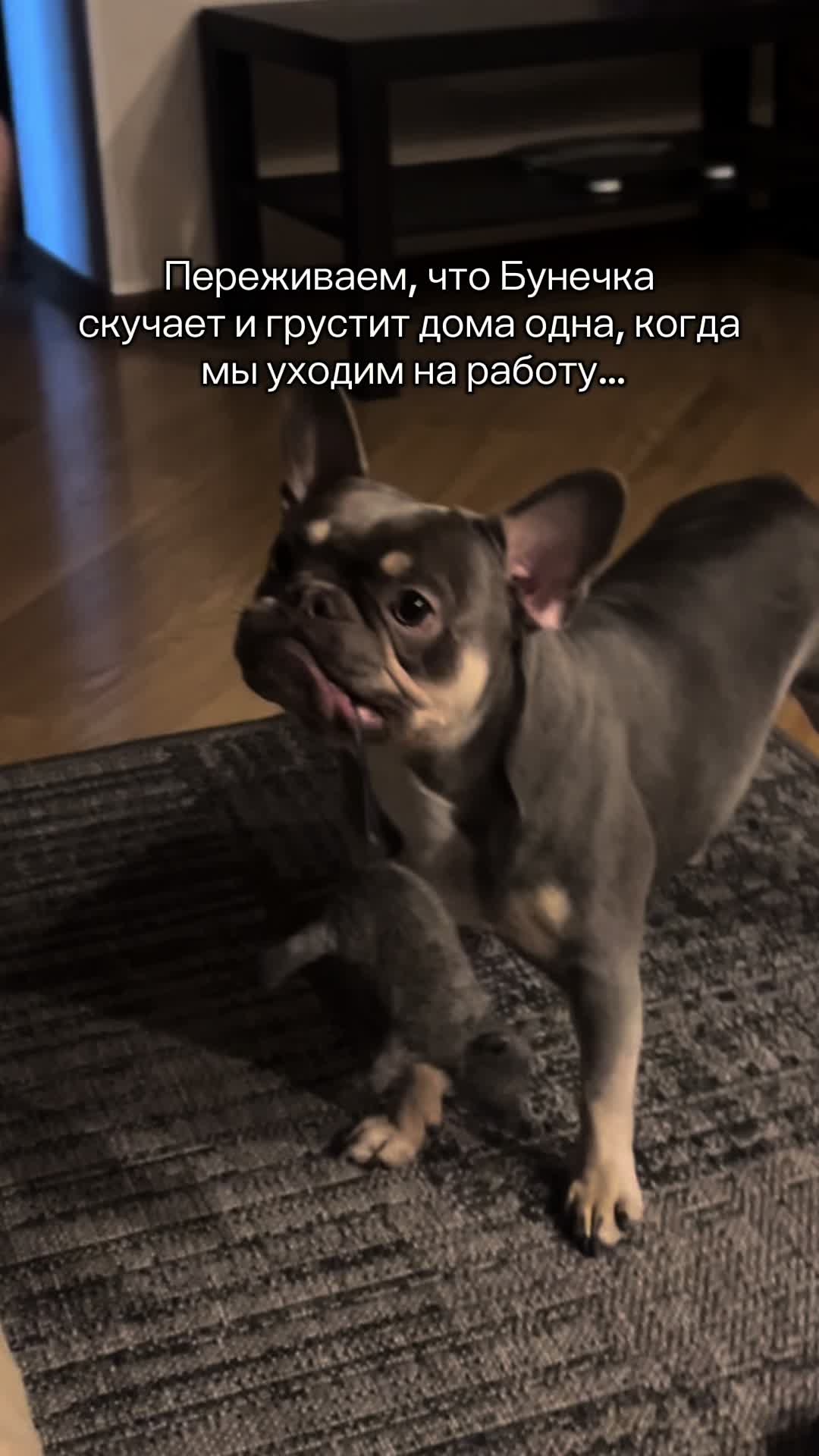@ТГК: Бульдожкин Дом
