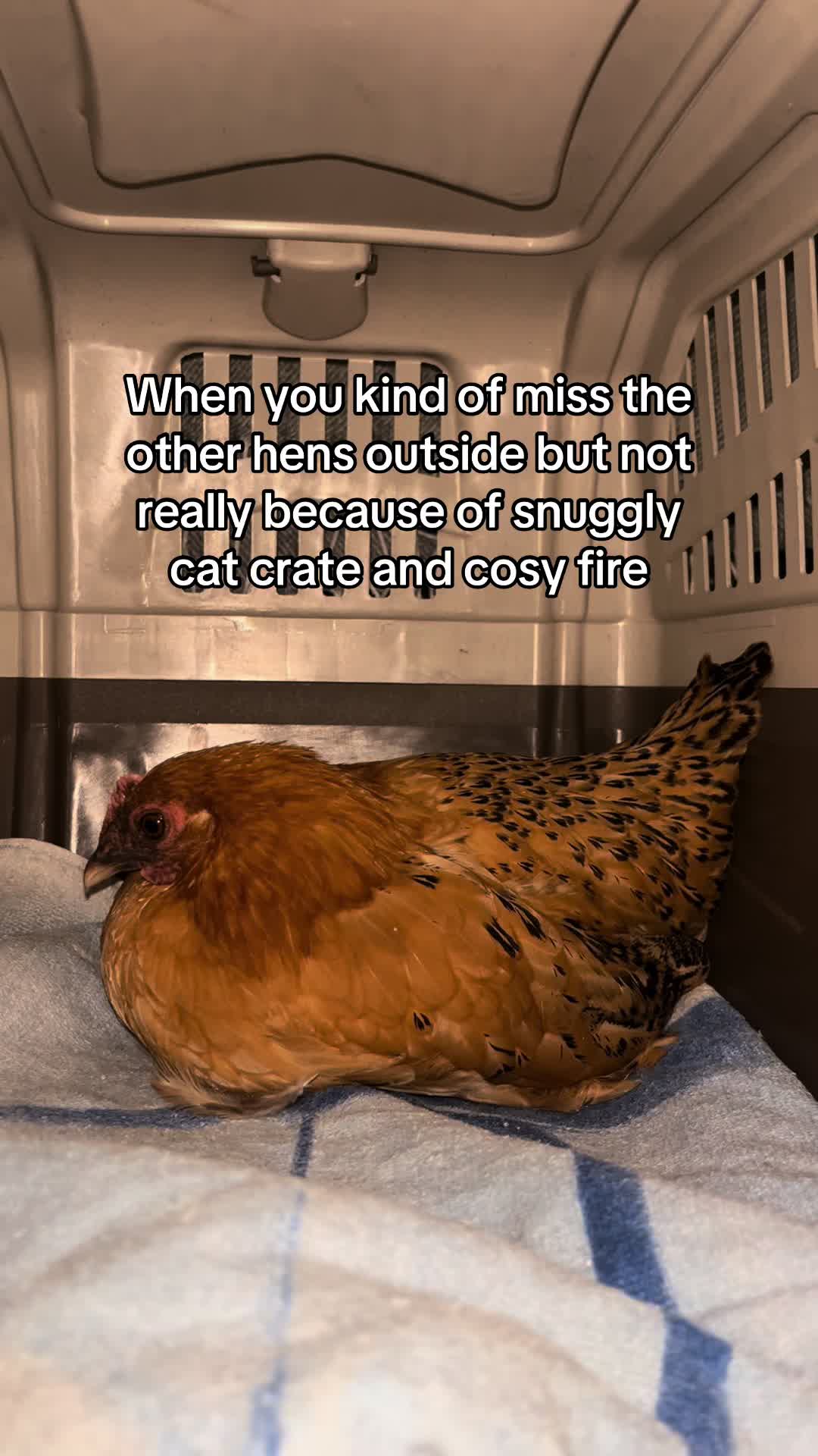 @Kerry and the chickens