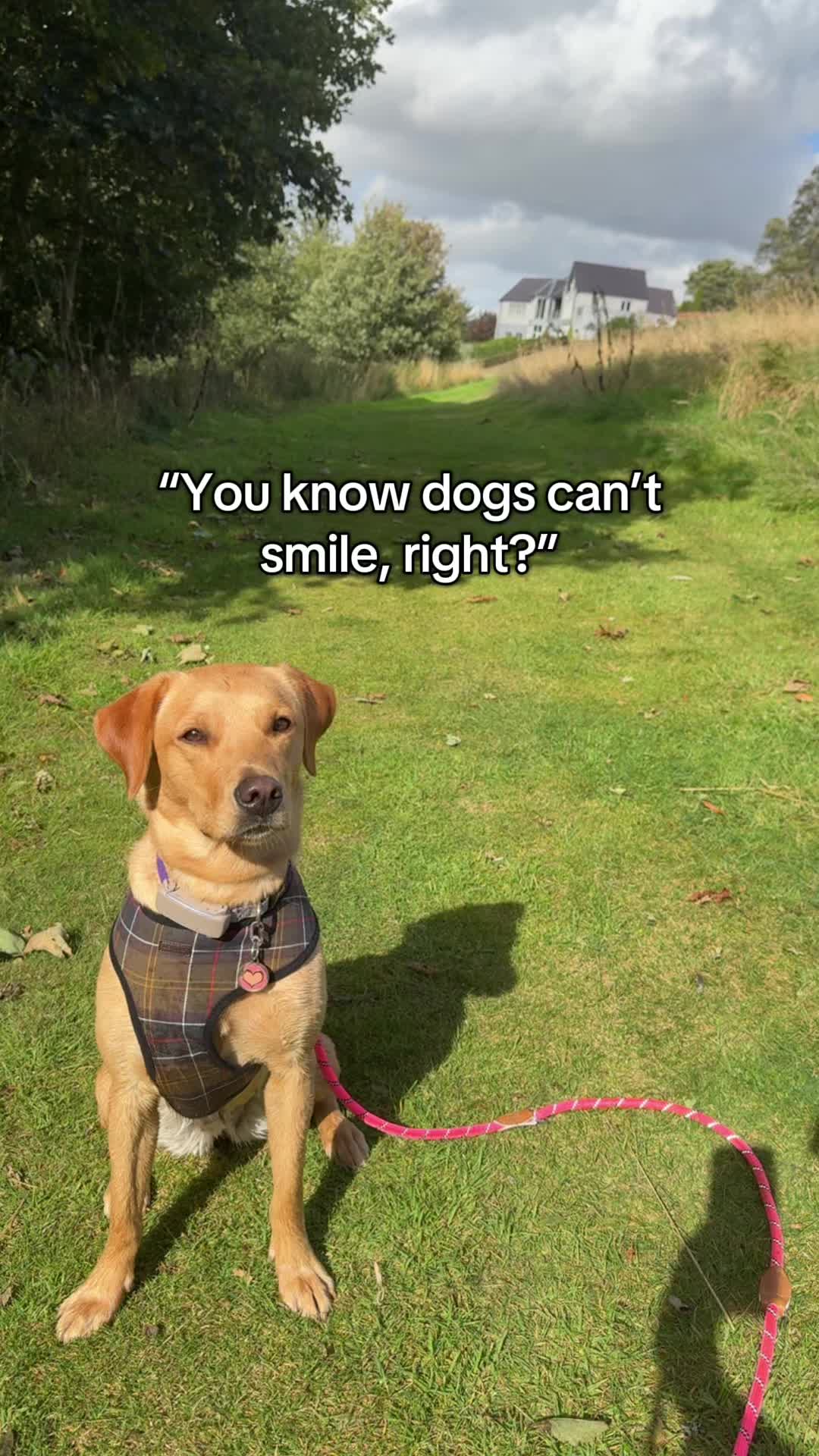 @Paws & Unwind | dog walker