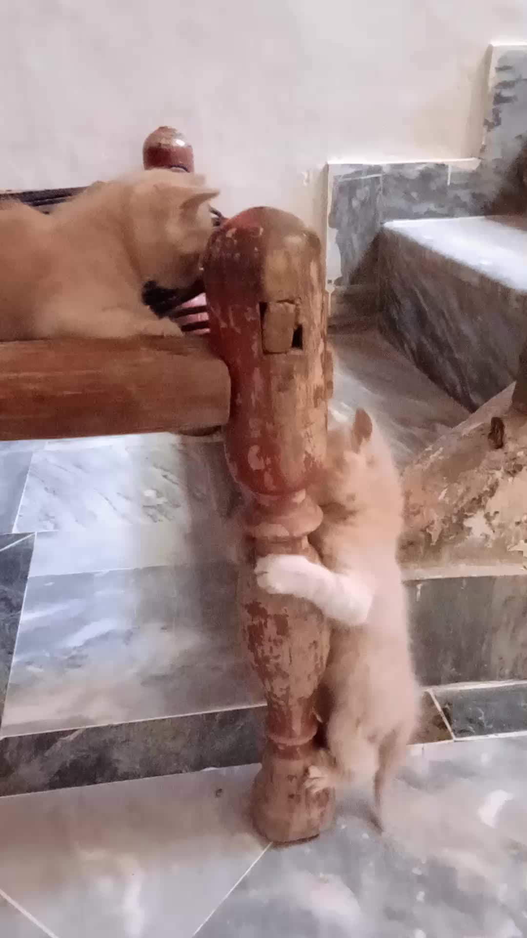 @cutecatlover8172