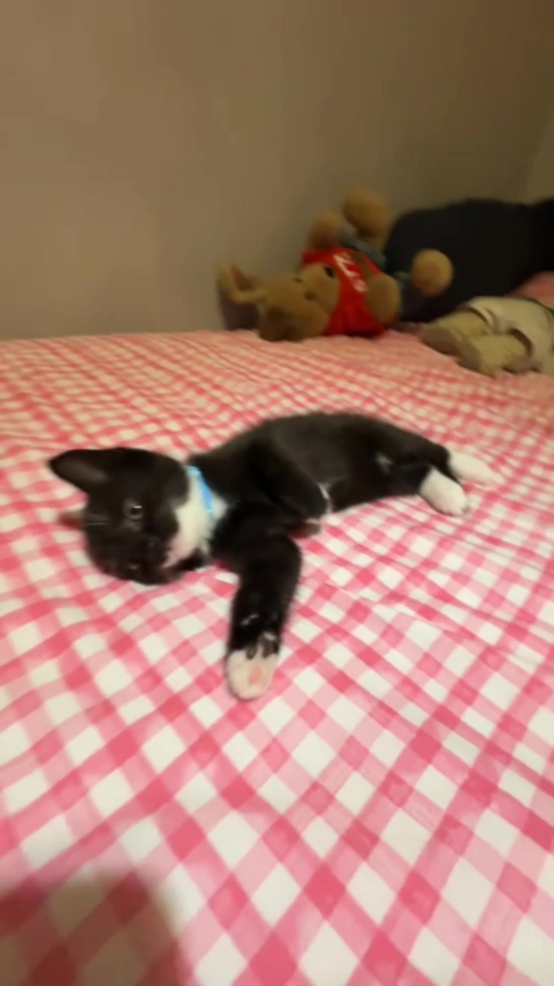 @frankiethetuxedocat_