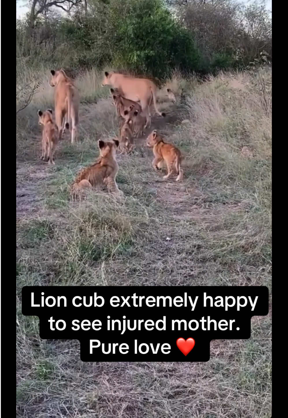 @KJ@LoveAnimalsEpicNature