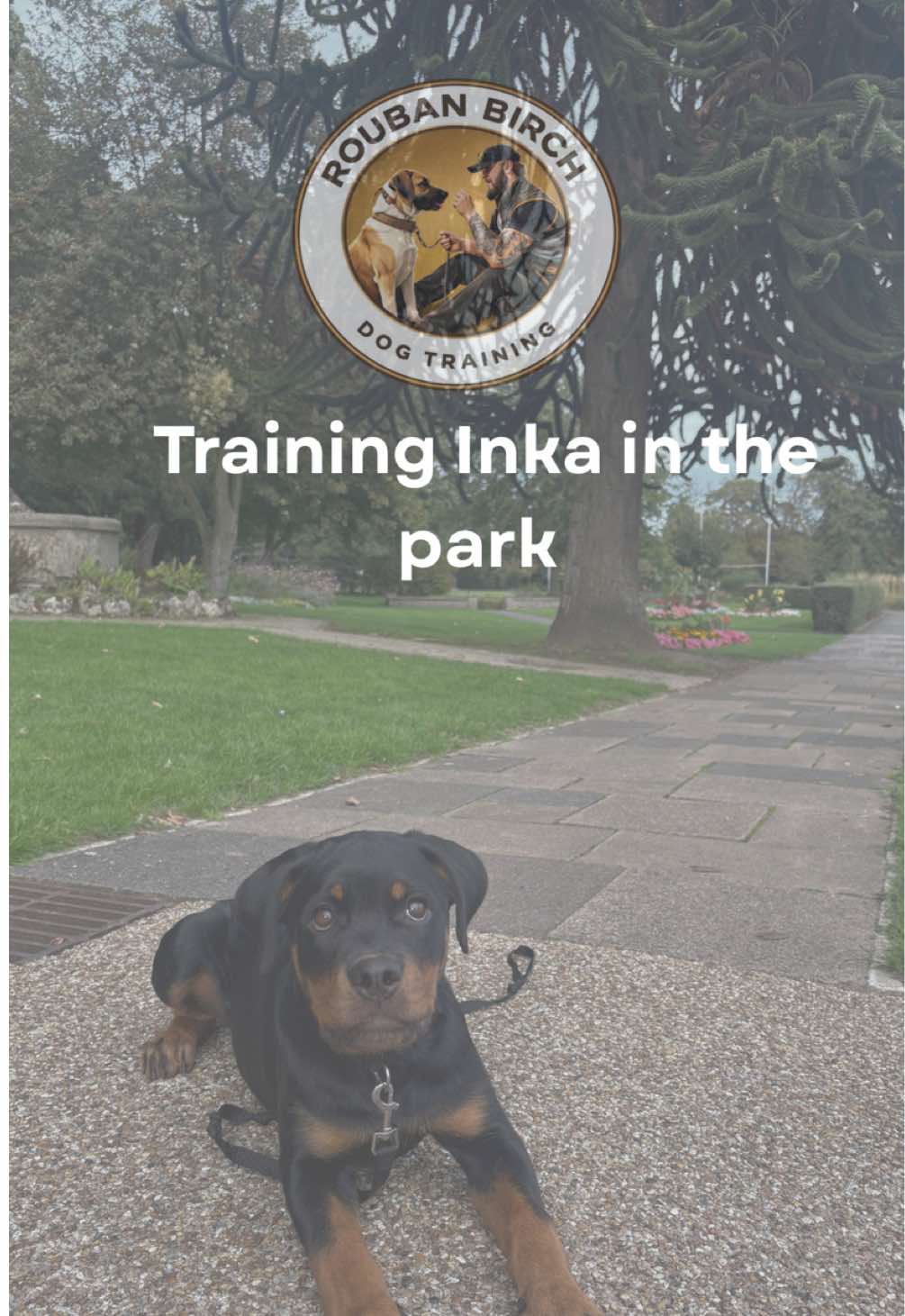 @rbdogtraining