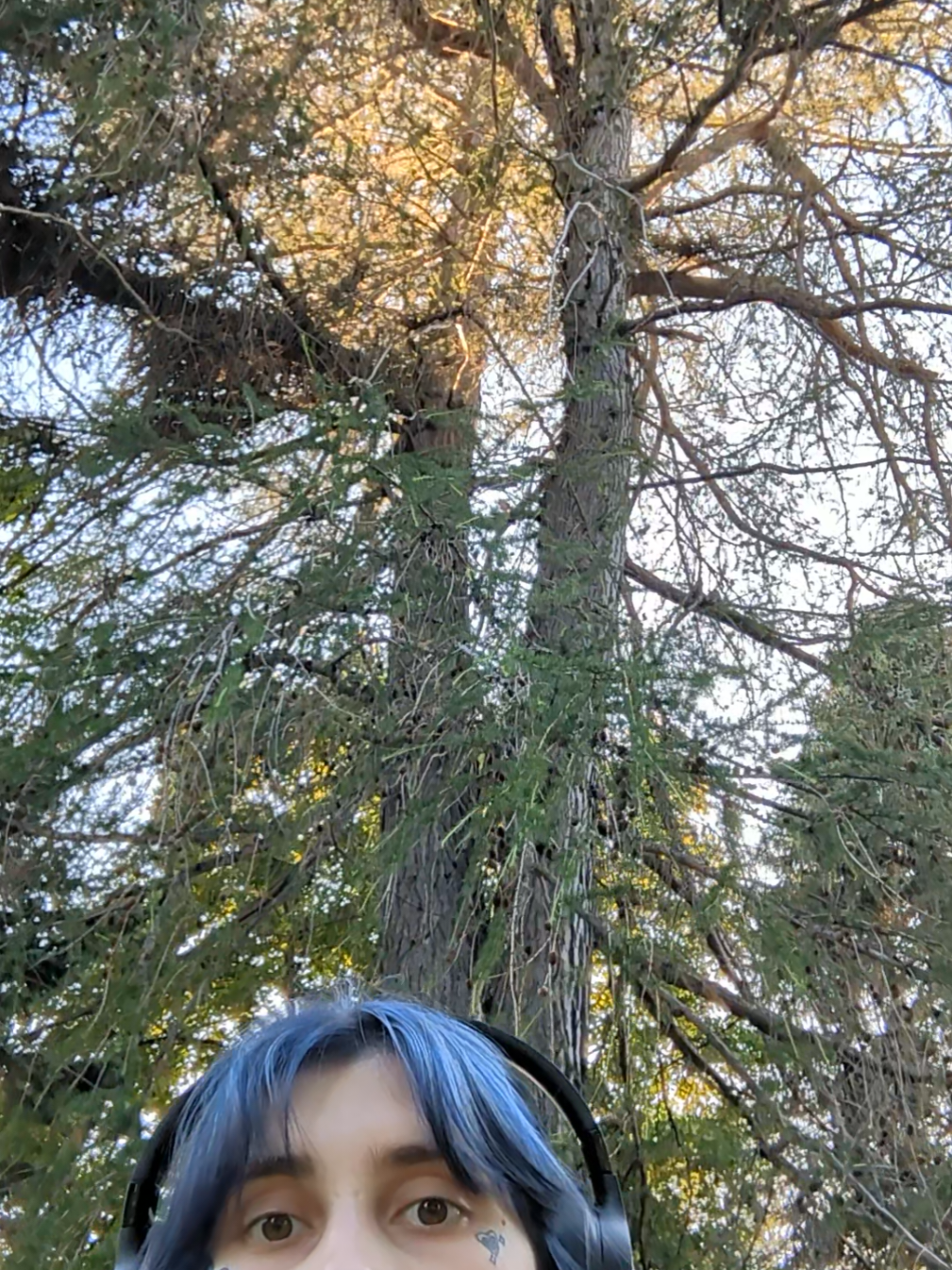 @YLVA 🦊