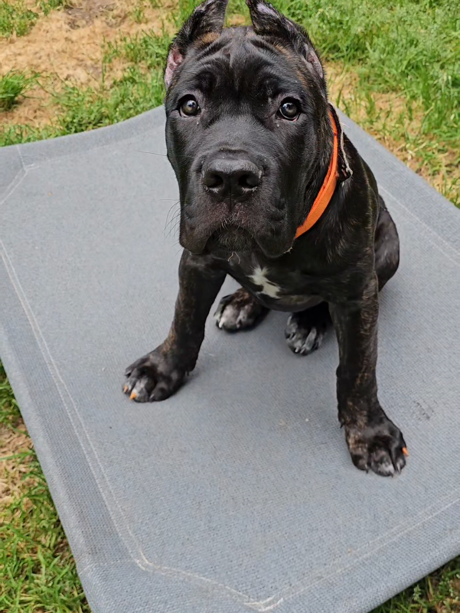 @SalmonCreekCaneCorso