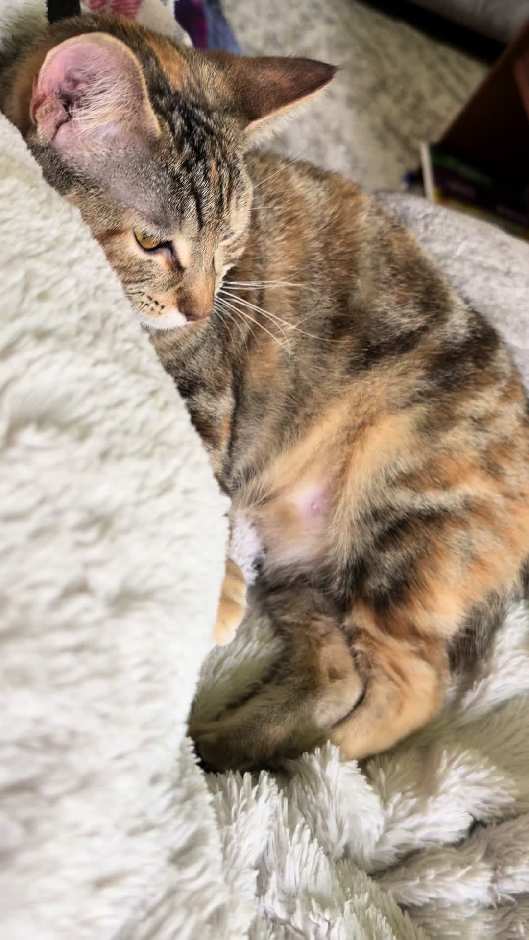 @KrazyKatz