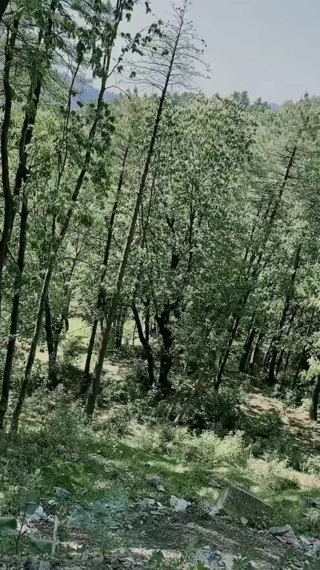 @ARouhi RAjput🖤