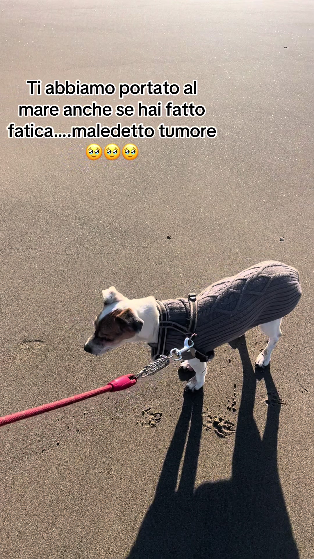 @The Queen 👑 My Dog Family &hearts;️