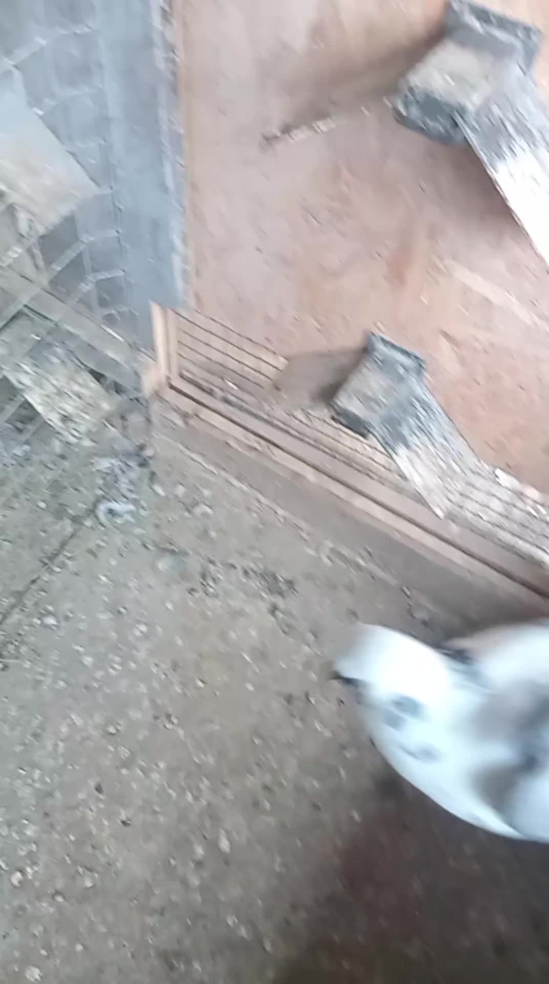 @pigeons of the day
