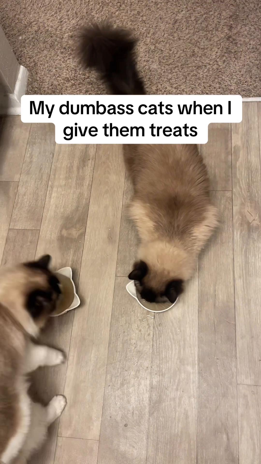 @nick_yaps_daily