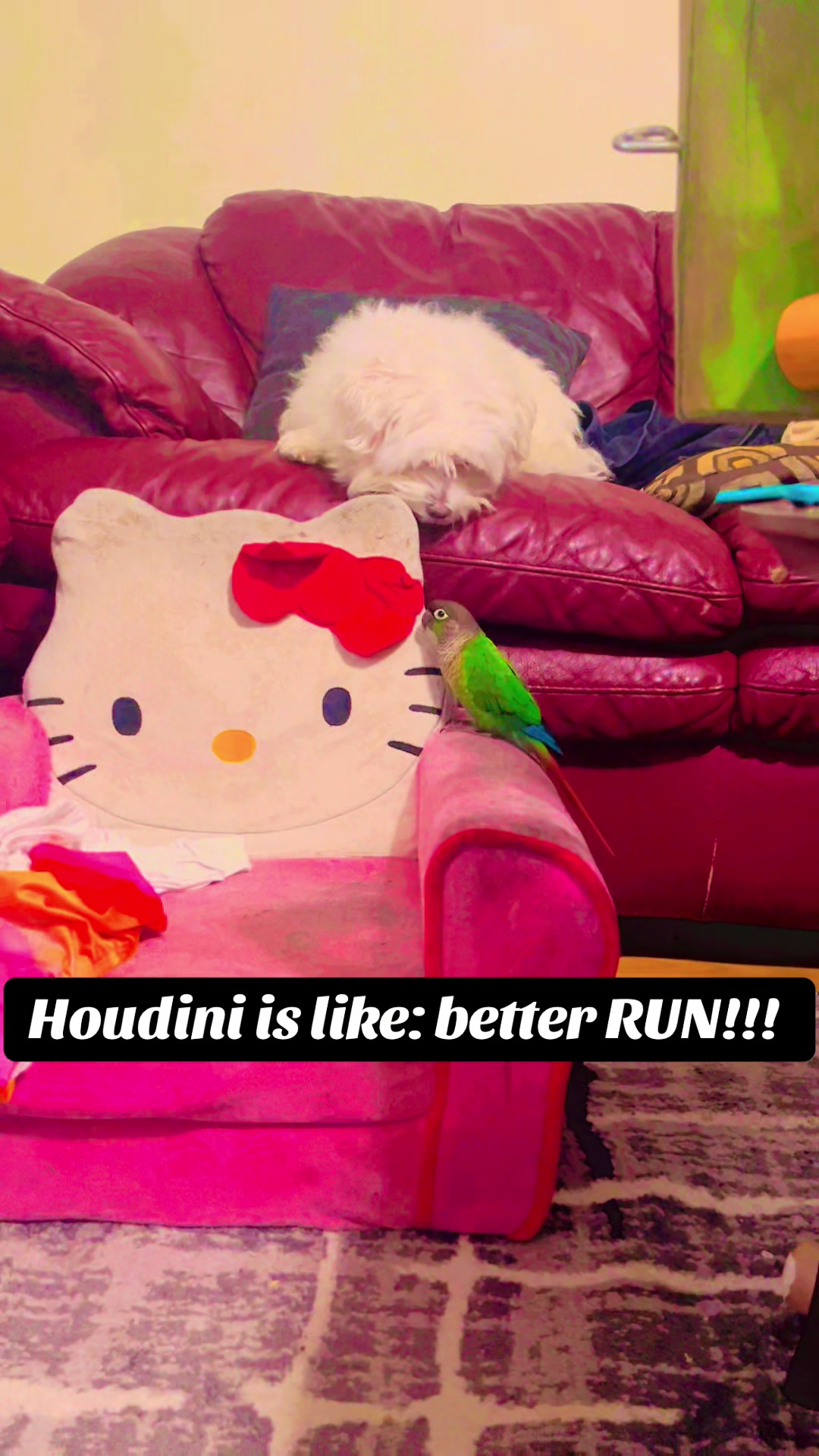 @Houdini 🦜🧚&zwj;♀️💕