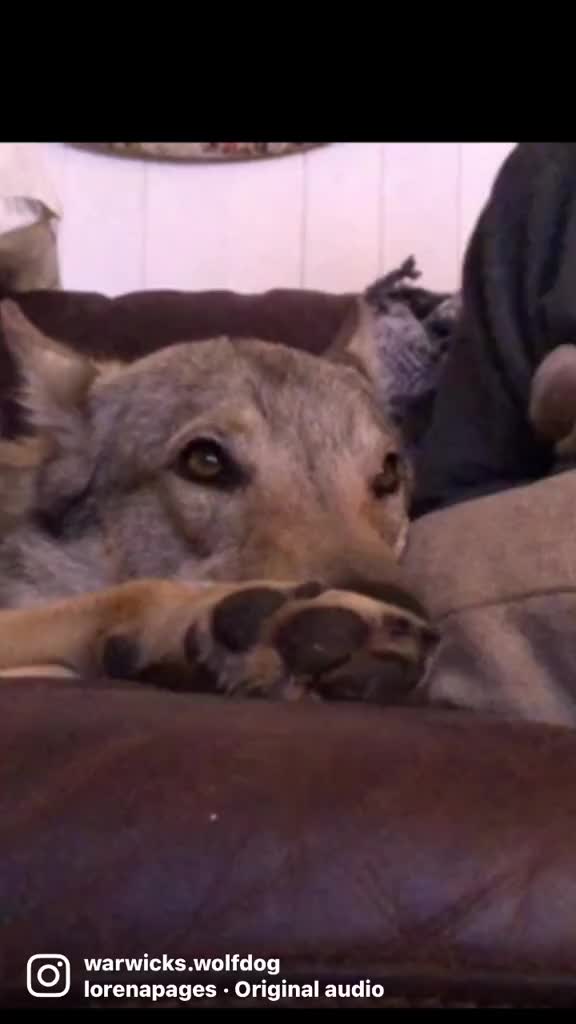 @Warwicks Wolfdog