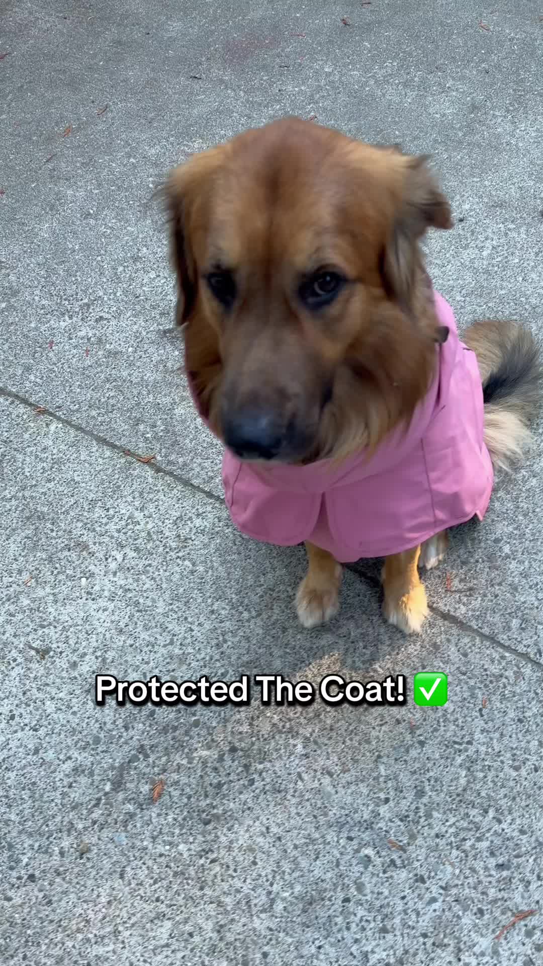 @lifewithgoldenshepherds