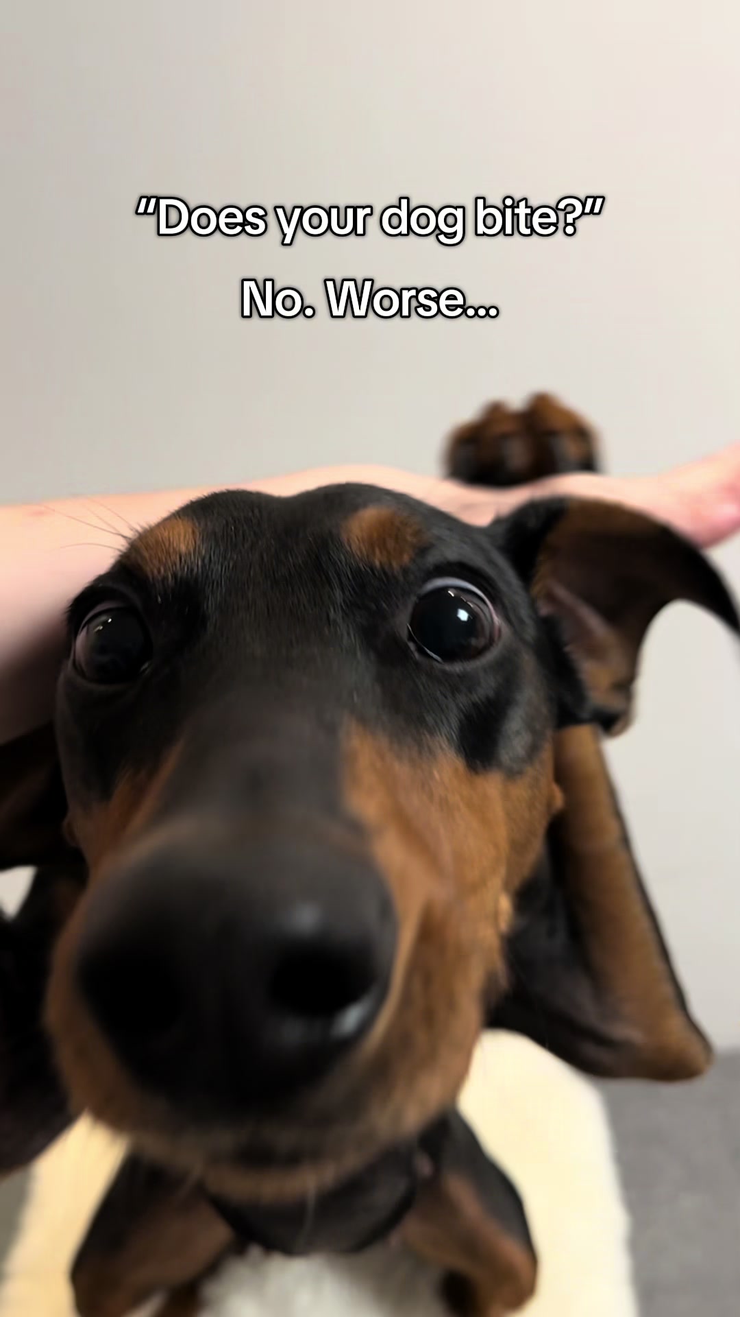 @AlvaTheHotDog