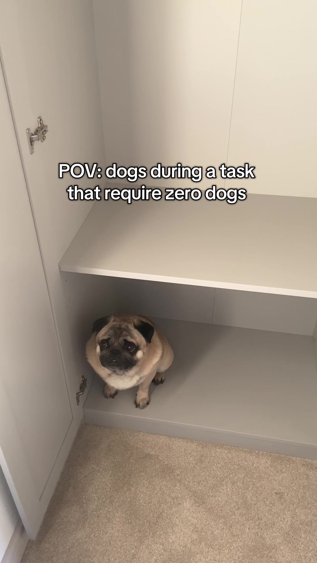 @Wee Winston The Pug