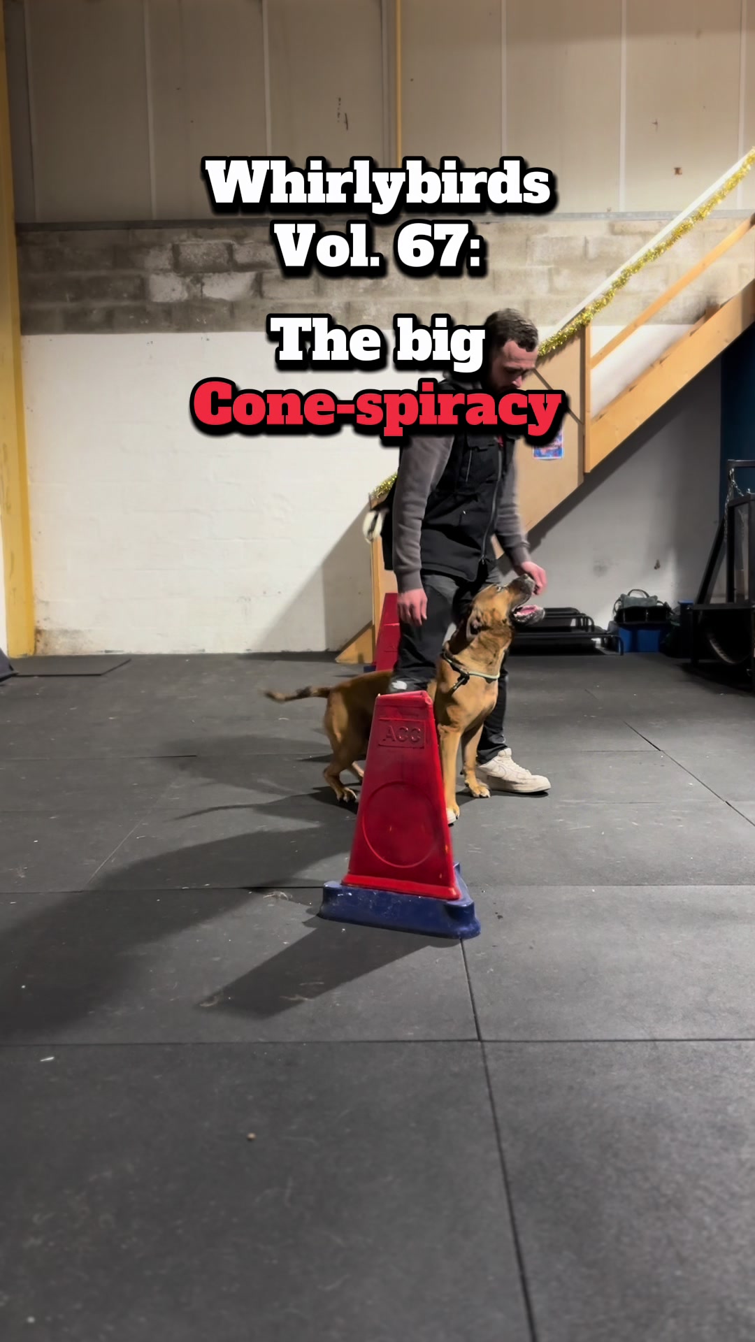 @Michael || Dog Trainer