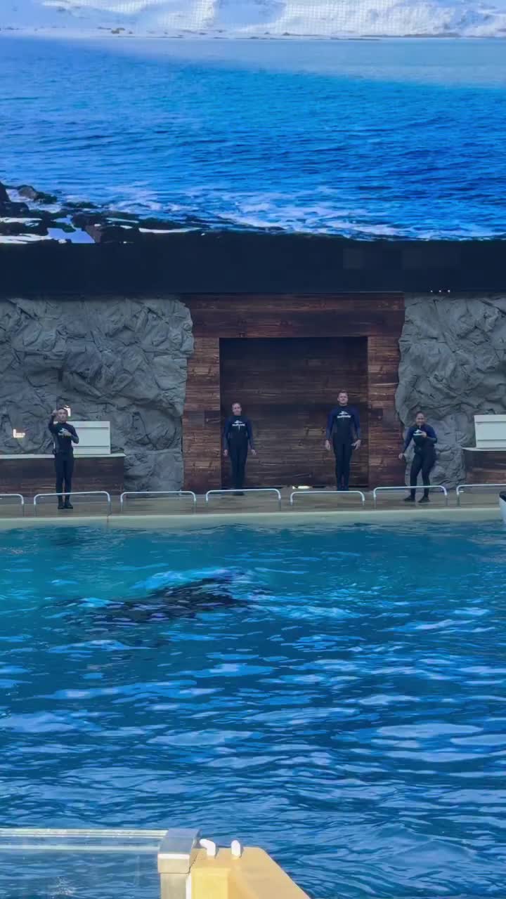 @Dolphin 🐬 World 🌎