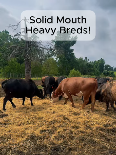 @Rutherford Land and Cattle
