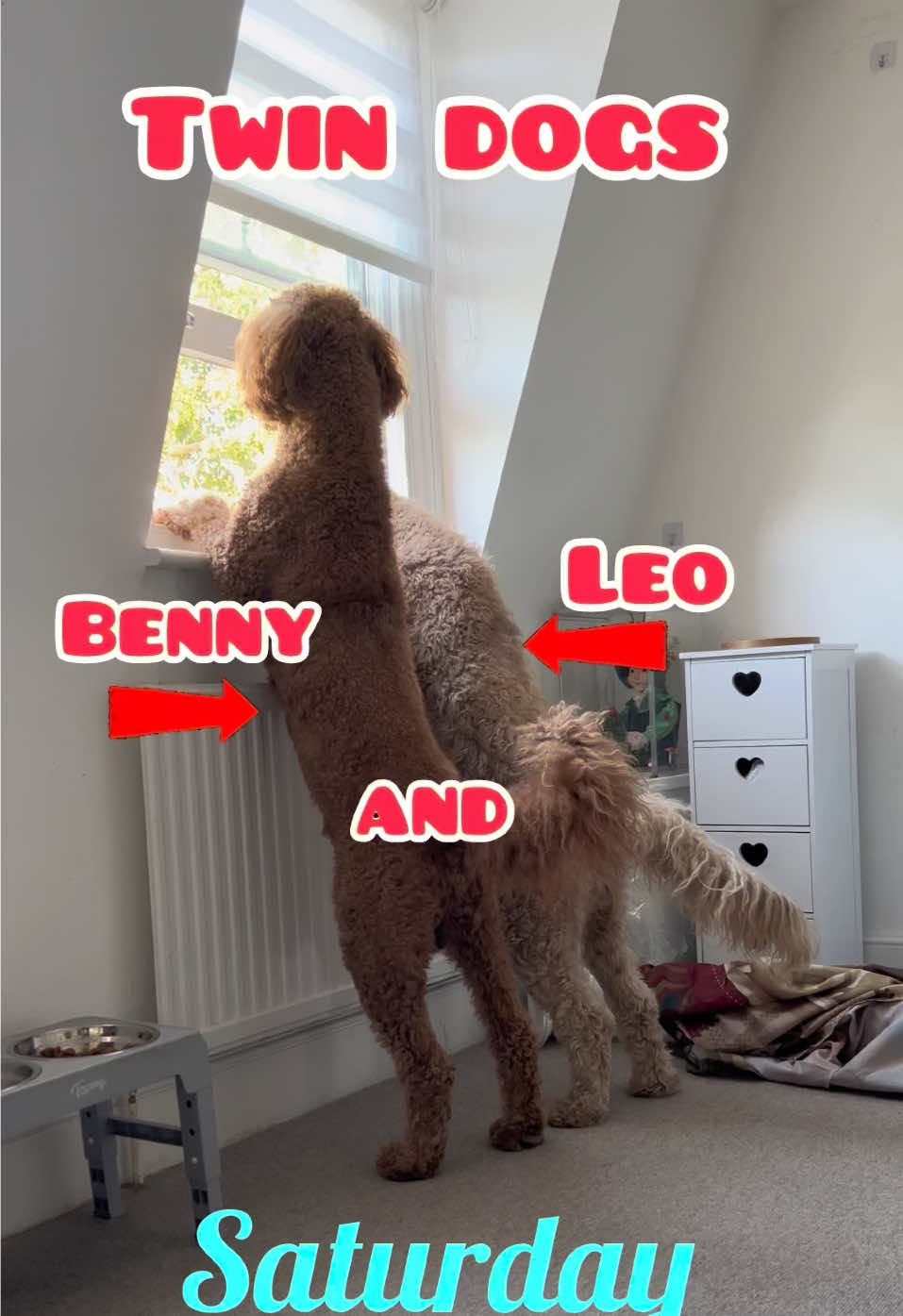 @Twin dogs Benny and Leo