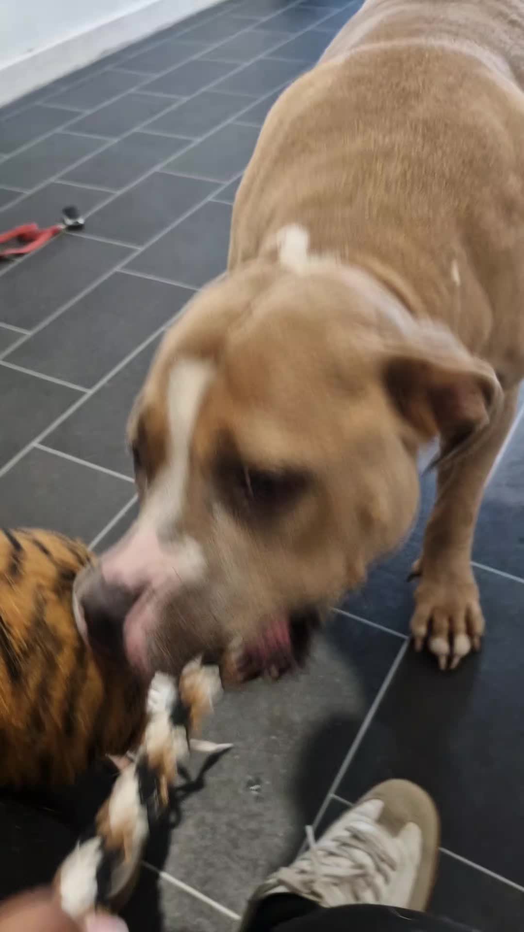 @The Dog Mother Lanarkshire
