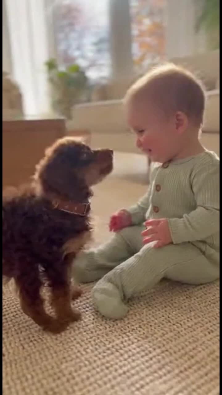 @Doggy Discovery