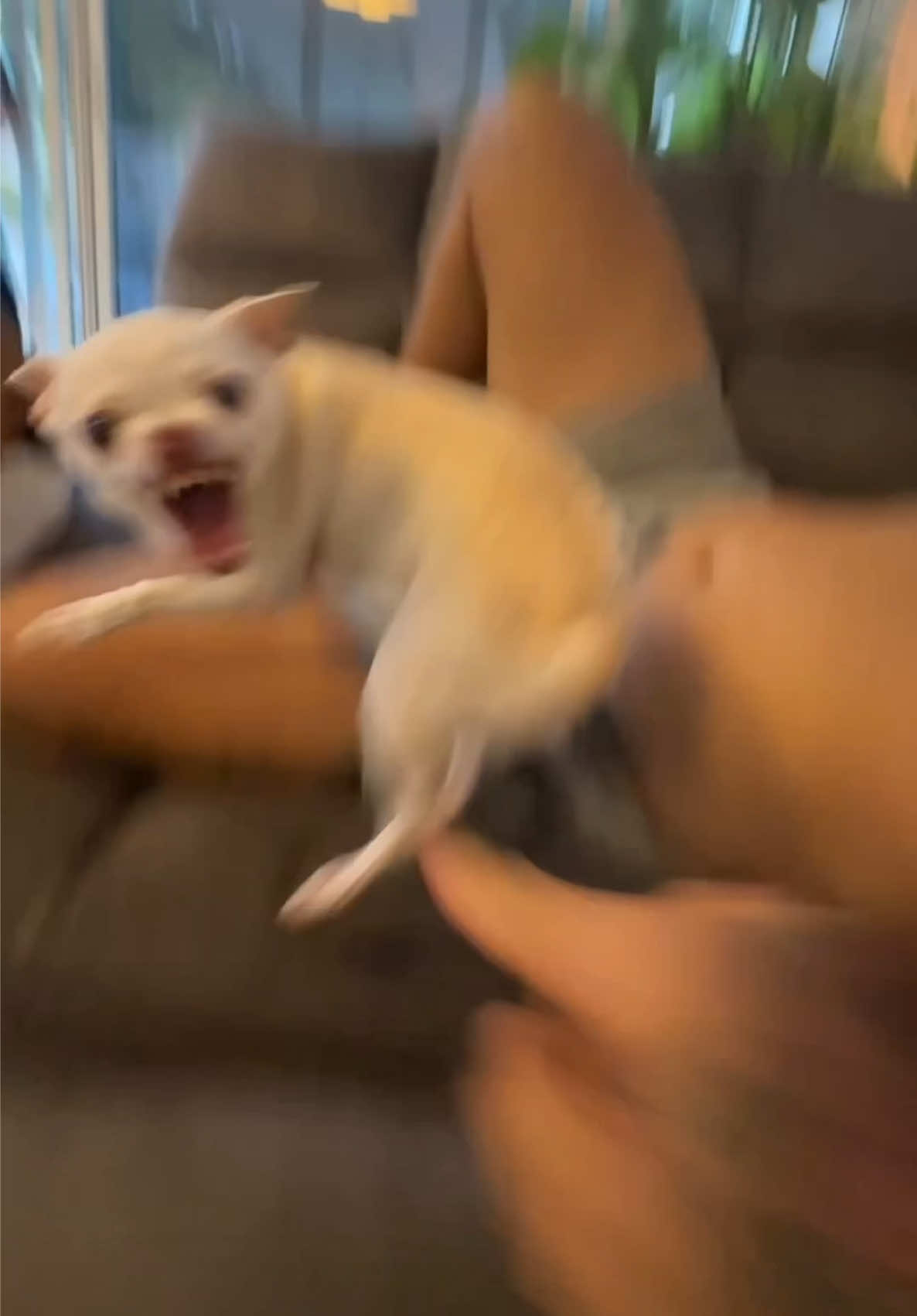 @mreviatar