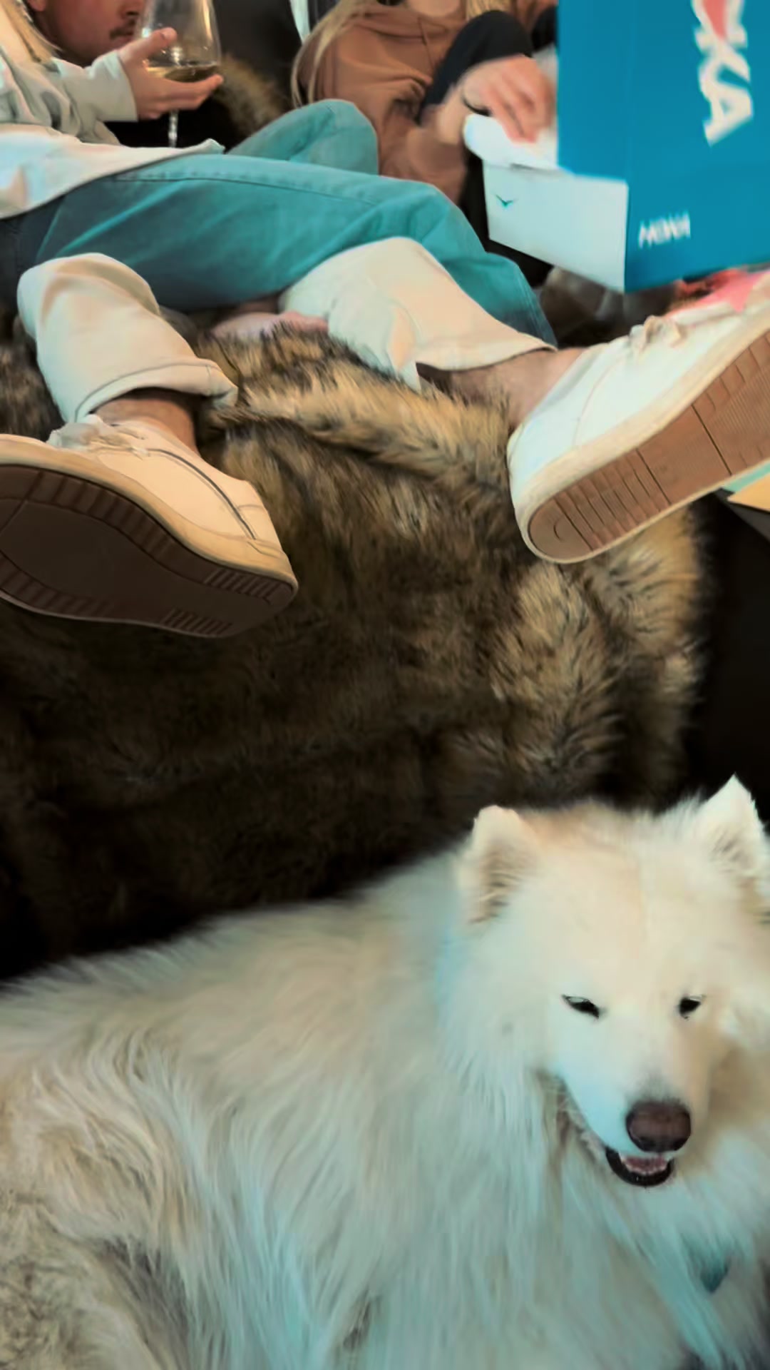 @TheStoner’s_Samoyedsfamily