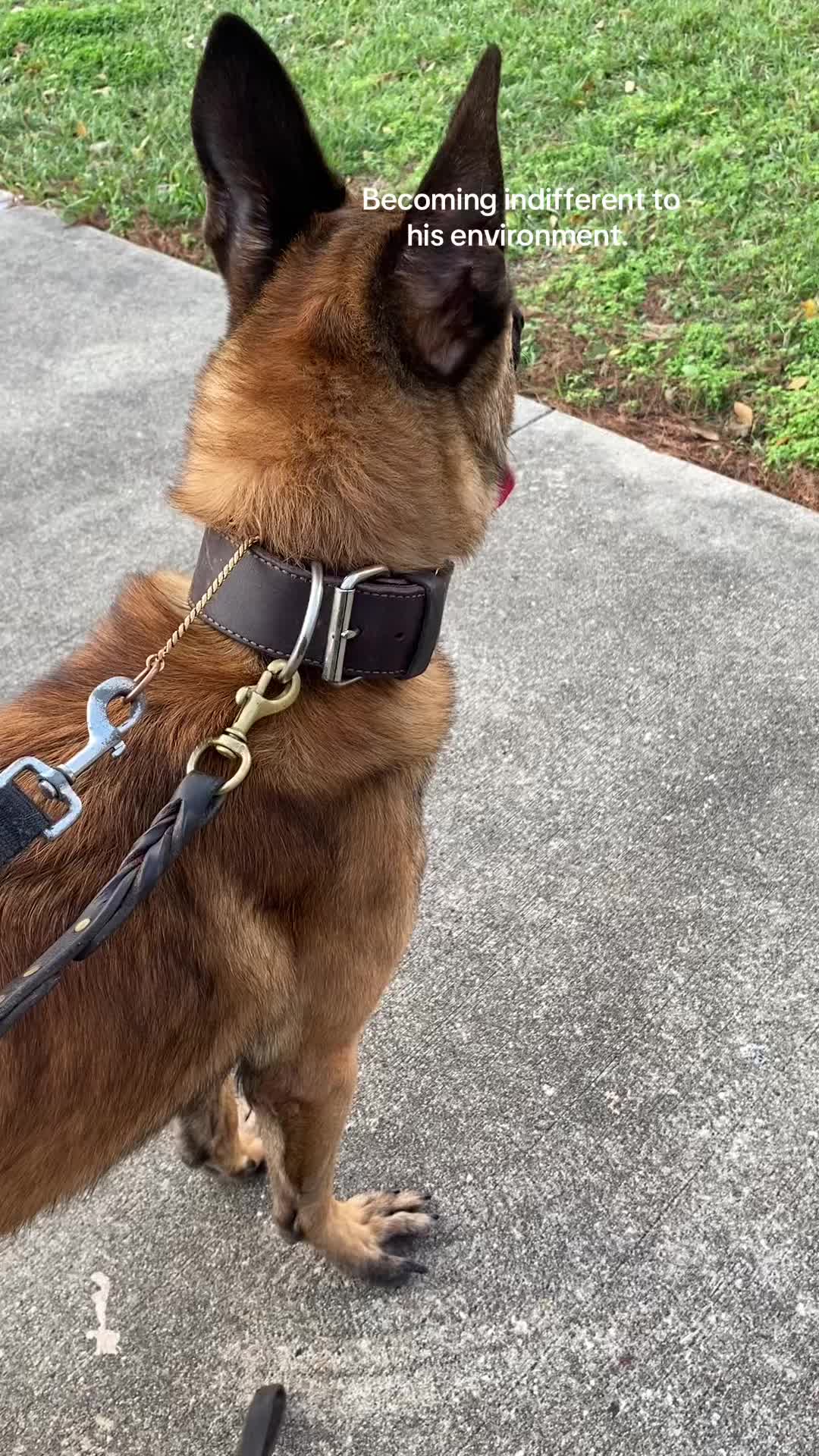 @Damu The Malinois