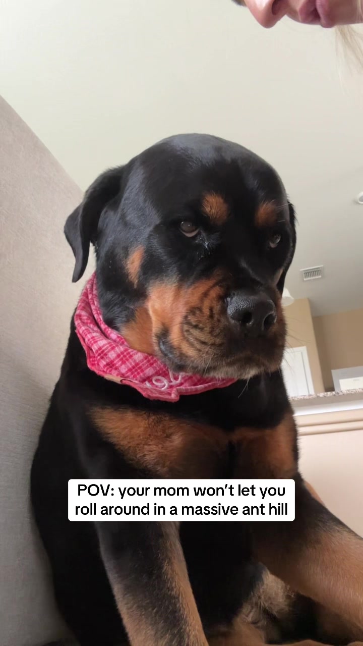 @Kasey the Rottie