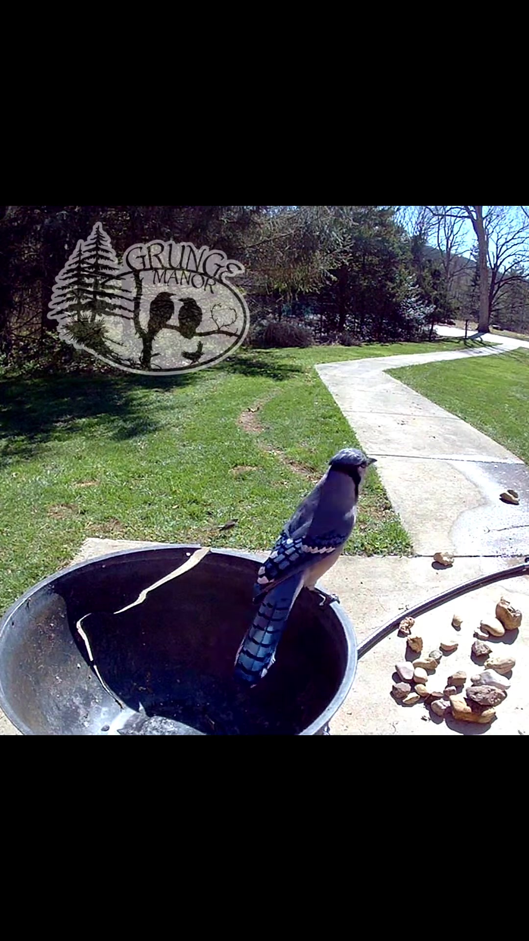 @Grunge Manor