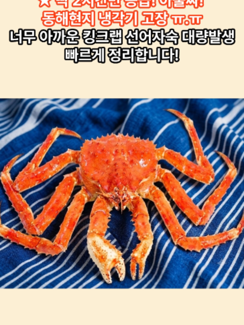 @킹크랩 대게 동해수산유통