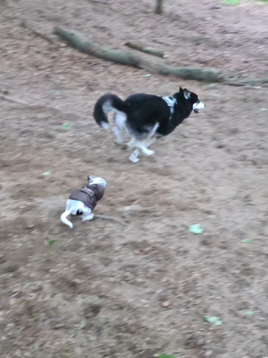 @Jerry_Coby_Chihuahua