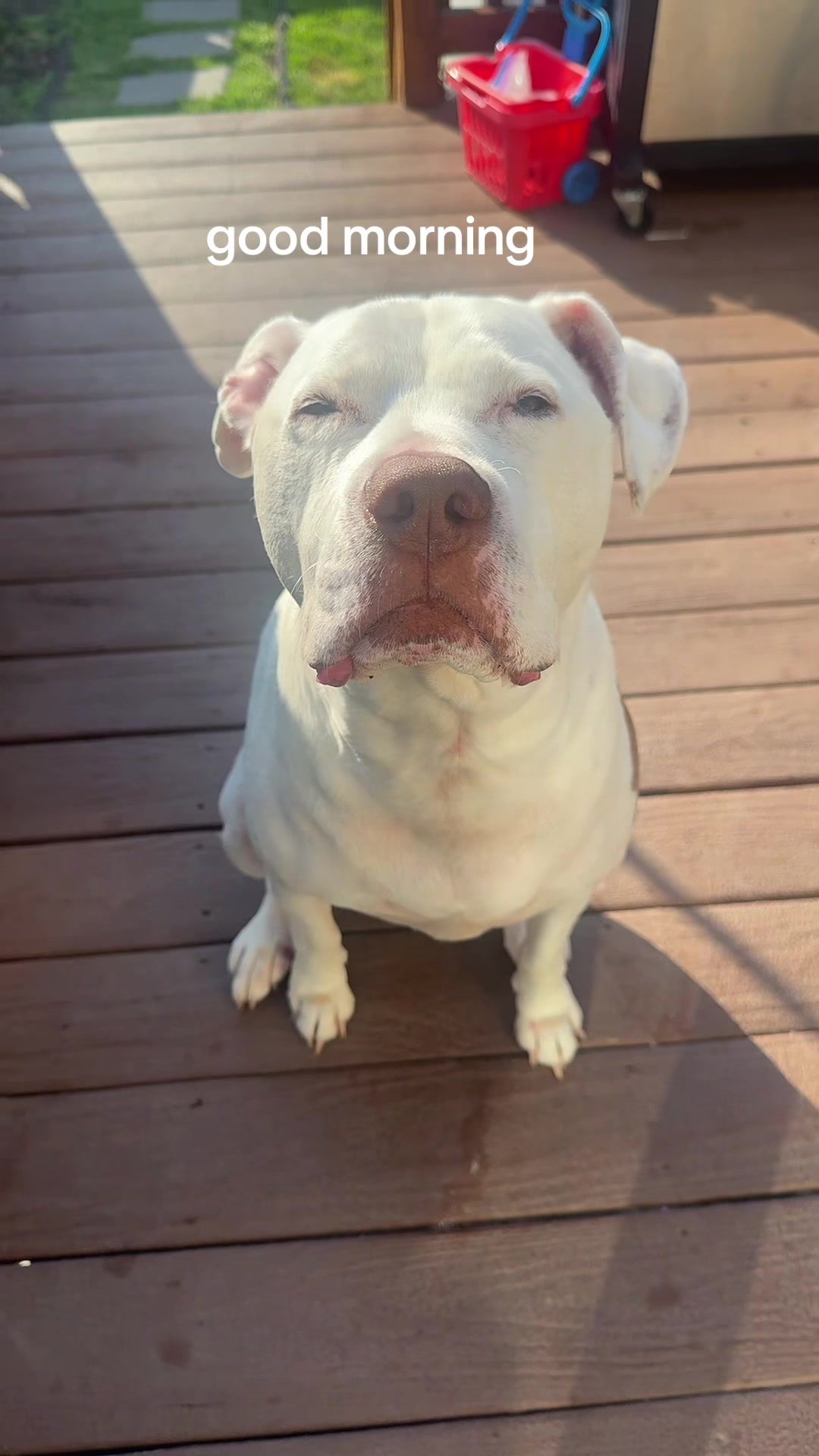 @DIOJI.the.DOG