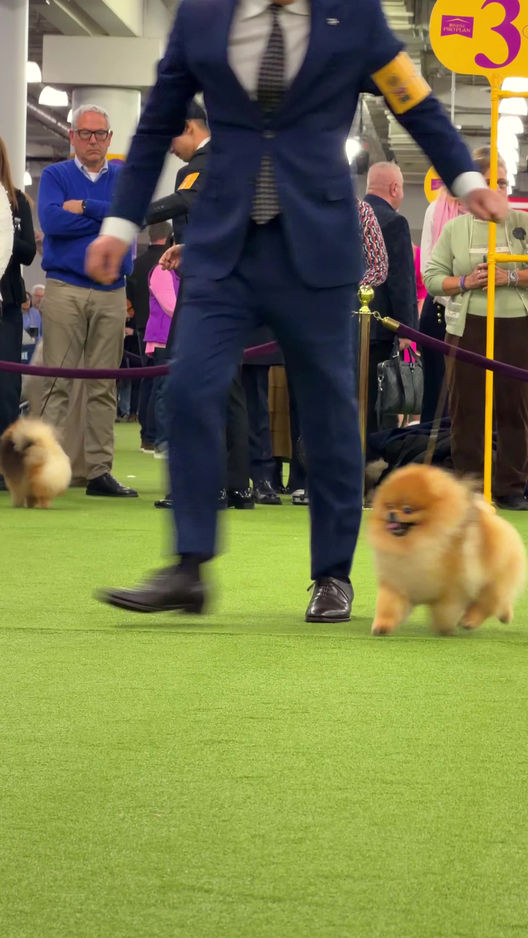 @Westminster Kennel Club