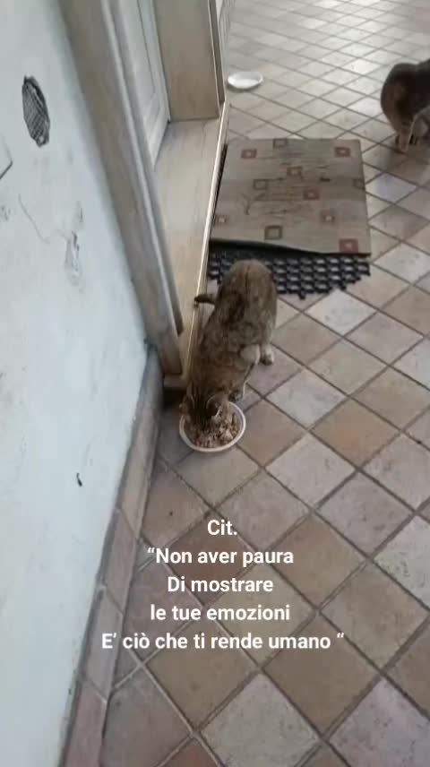 @ELETTRA L'ANIMALISTA