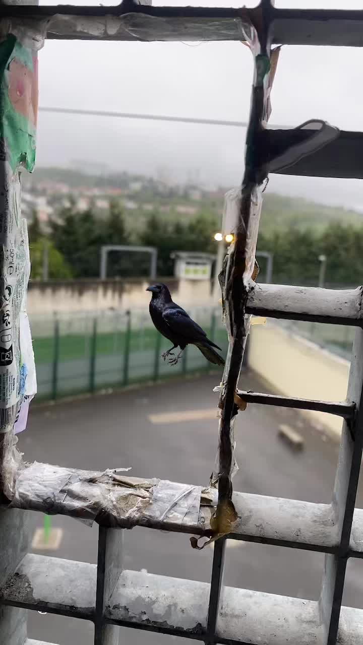 @🇦🇲🇨🇵