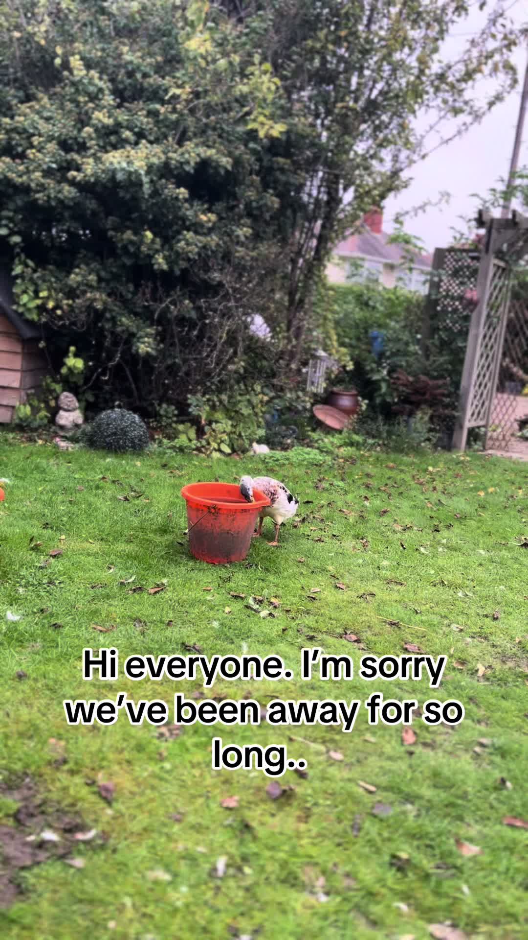 @Crazy Duck UK